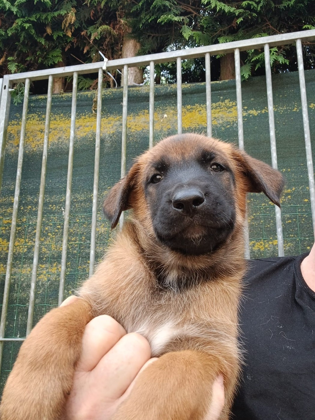 du Domaine des Salysa - Chiots disponibles - Berger Belge
